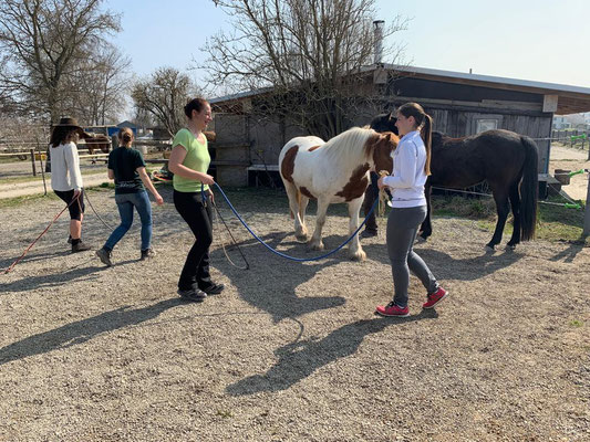 Sigrid-Schneider-Horsemanship-Soulful-Horse-Unterricht-Bayern-Puchheim-Holunderranch-2