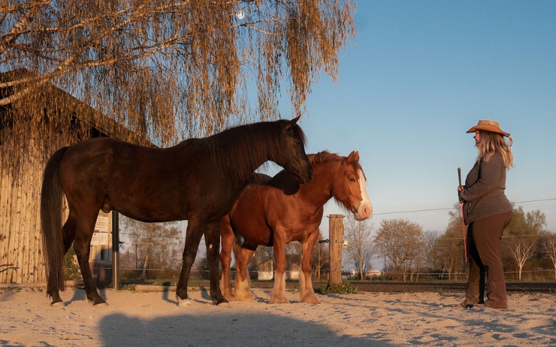 Sigrid-Schneider-Horsemanship-Soulful-Horse-Unterricht-Bayern-Puchheim-Holunderranch-2