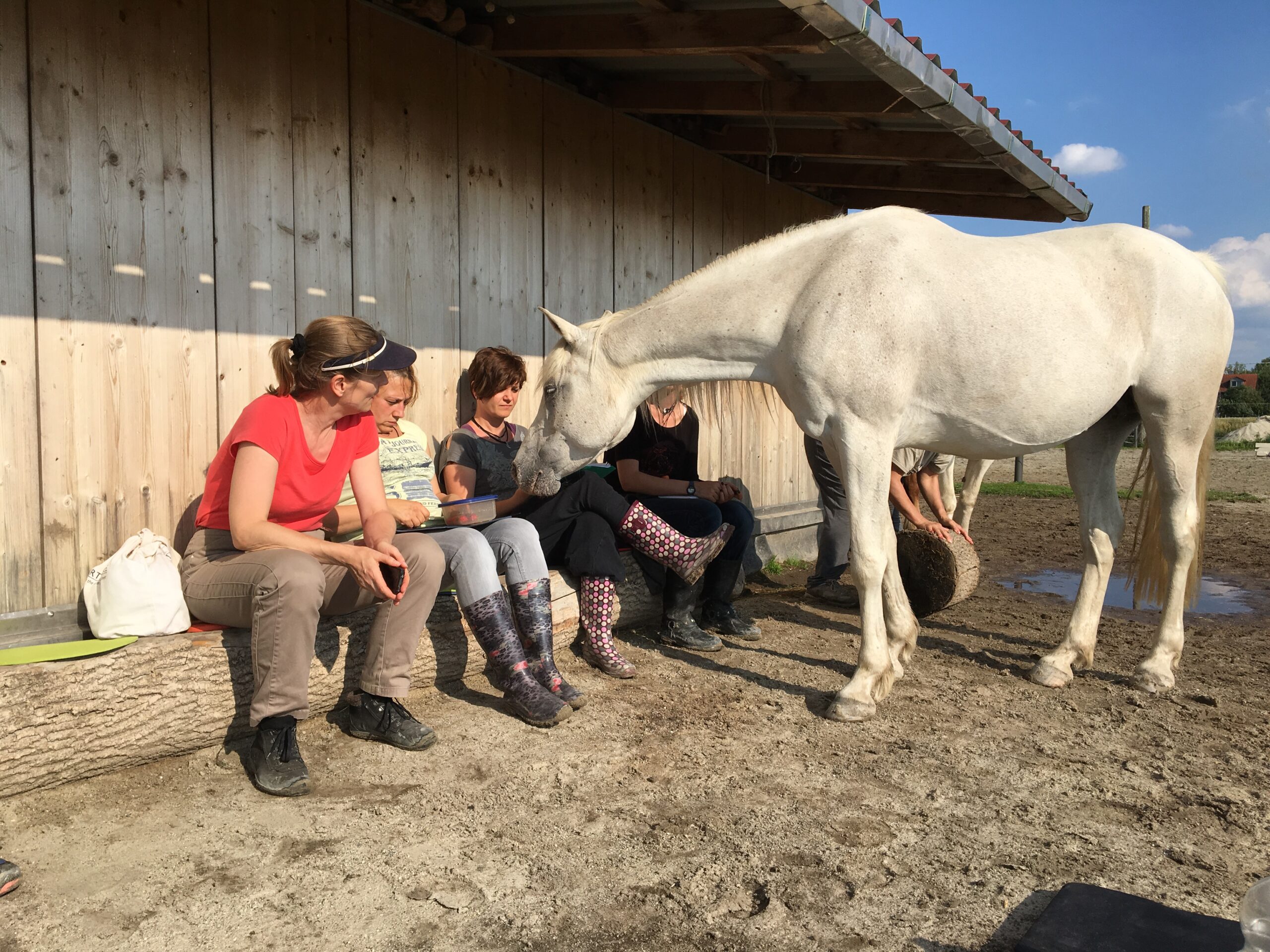 Sigrid-Schneider-Horsemanship-Soulful-Horse-Unterricht-Bayern-Puchheim-Holunderranch-2